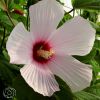 Hibiscus Galaxy